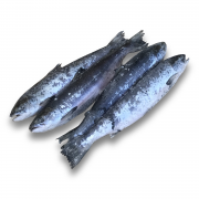 Сьомга (Лосось) с/г с/м IQF 400-800 Walcan Seafood (Канада)