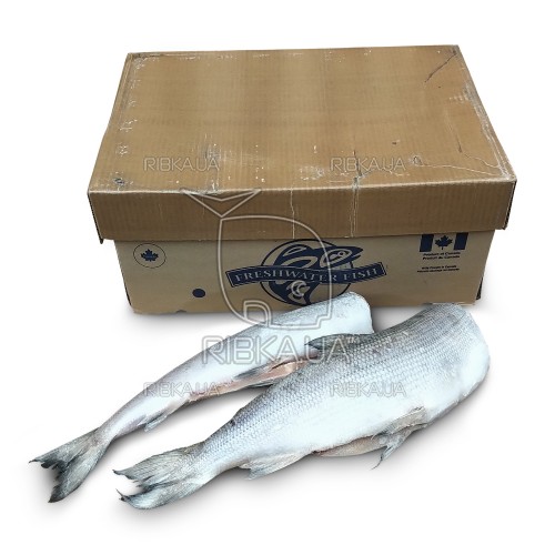 Нельма (Білорибиця) б/г з/х с/м Freshwater Fish (Канада) 27,2 кг Нельма (Білорибиця) б/г з/х с/м Freshwater Fish (Канада) 27,2 кг