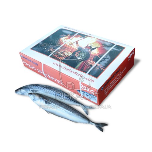 Скумбрія атлантична з/г с/м 400-600 Shetland Catch (Велика Британія) Скумбрія атлантична з/г с/м 400-600 Shetland Catch (Велика Британія)