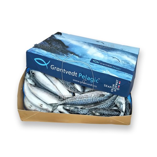 Скумбрія атлантична з/г с/м 500+ Grontvedt Pelagic (Норвегія) Скумбрія атлантична з/г с/м 500+ Grontvedt Pelagic (Норвегія)