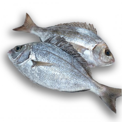 Кантар (морской карась)