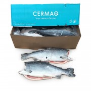 Кижуч б/г с/м 4,1+ Pr. Cermaq (CHL)