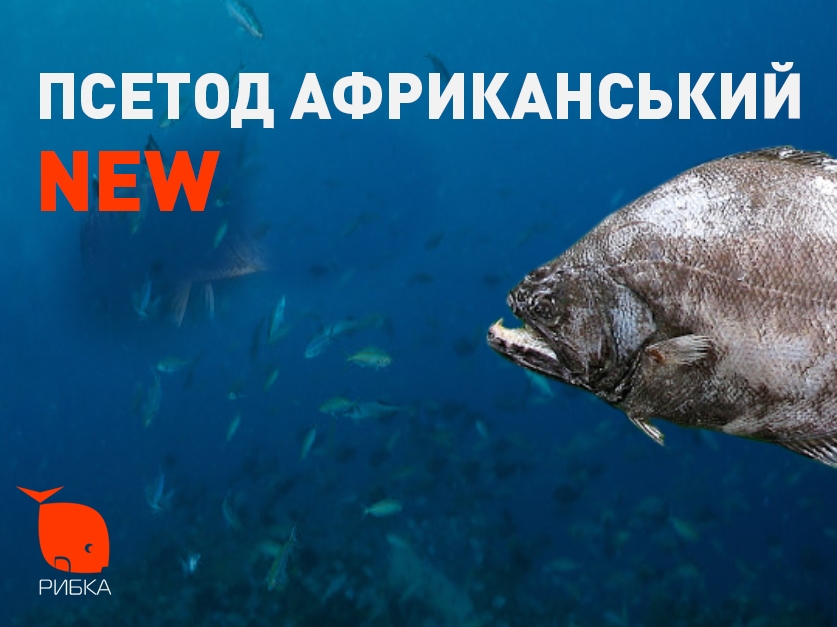 Зустрічайте – африканський псетод! Зустрічайте – африканський псетод!