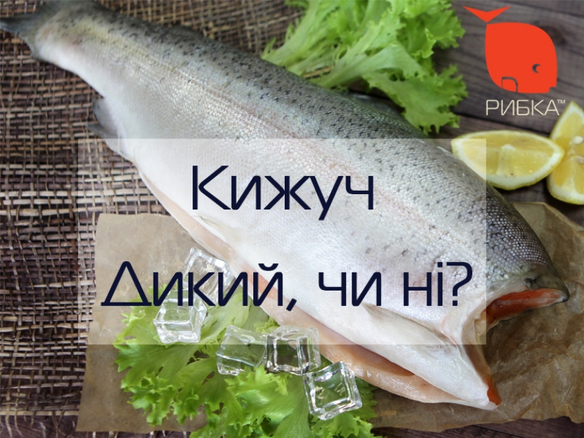 Дикий кижуч - реальность или мечта?