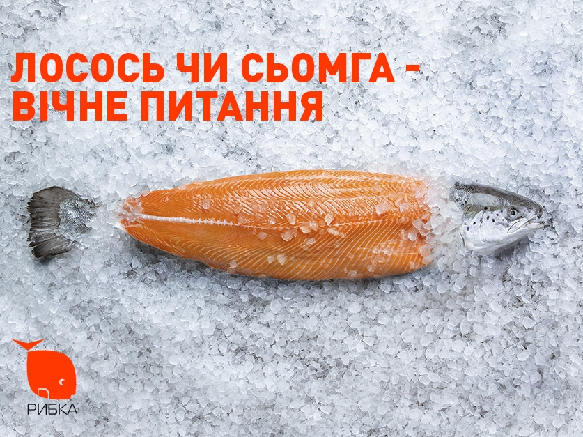 Вечный вопрос: семга или лосось Вечный вопрос: семга или лосось