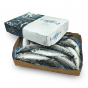 Скумбрія атлантична з/г  с/м 400-600 Global Fish (Норвегія)