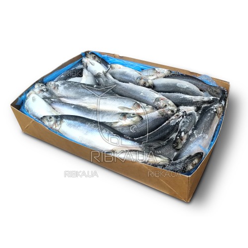 Оселедець з/г с/м 350+ Westcoast (Норвегія) (20 кг) Оселедець з/г с/м 350+ Westcoast (Норвегія) (20 кг)